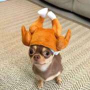 ヒメ日記 2025/12/24 18:00 投稿 わかな 電車ごっこ