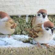 ヒメ日記 2026/01/15 13:25 投稿 わかな 電車ごっこ