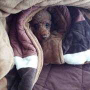 ヒメ日記 2026/02/09 09:40 投稿 わかな 電車ごっこ