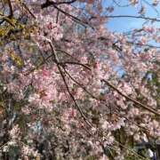 ヒメ日記 2025/03/30 22:37 投稿 りりな ハピネス東京