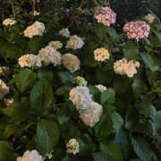 ヒメ日記 2025/05/31 19:17 投稿 りりな ハピネス東京