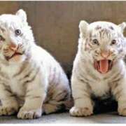 ヒメ日記 2025/02/20 11:44 投稿 あい 千葉松戸ちゃんこ