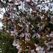 渚　りん 今週は明日が最終出勤日✨️ ソープランド蜜 人妻・美熟女専門店