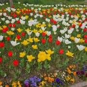 ヒメ日記 2026/04/11 00:34 投稿 西川ゆう 五十路マダム 新潟店(カサブランカグループ)