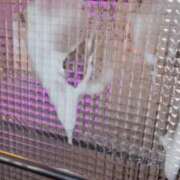 ヒメ日記 2025/11/30 17:39 投稿 星わかな ウルトラハピネス