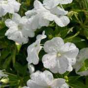 ヒメ日記 2025/09/11 09:02 投稿 飯田 あいな リップスティック