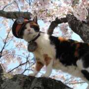 ヒメ日記 2026/03/21 00:20 投稿 よしこ 京都人妻花壇