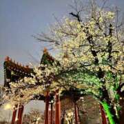 ヒメ日記 2026/04/03 20:37 投稿 よしこ 京都人妻花壇