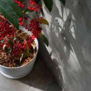 ヒメ日記 2024/12/31 16:40 投稿 みおん PLEASURE