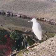 ヒメ日記 2024/12/26 06:00 投稿 城間（しろま） 熟女の風俗最終章 名古屋店