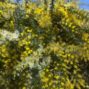 かこ ごめんなさい 奥鉄オクテツ神奈川店（デリヘル市場グループ）