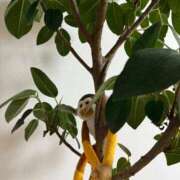 ヒメ日記 2025/11/04 09:16 投稿 藤田　ニコ Amateras～アマテラス～