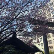 春風(はるかぜ) 咲いてた(・∀・) 人妻出逢い会 百合の園 山の手本店