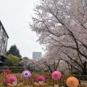 ヒメ日記 2026/03/31 05:57 投稿 春風(はるかぜ) 人妻出逢い会 百合の園 山の手本店