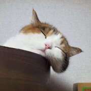 ヒメ日記 2025/03/17 22:09 投稿 伊波 いちごみるく（日本橋）