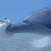 ヒメ日記 2025/05/18 22:49 投稿 伊波 いちごみるく（日本橋）