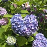 ヒメ日記 2025/06/21 15:29 投稿 伊波 いちごみるく（日本橋）