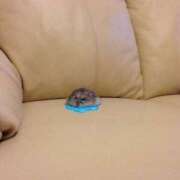 ヒメ日記 2025/07/11 20:59 投稿 伊波 いちごみるく（日本橋）