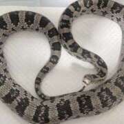 ヒメ日記 2025/10/19 10:49 投稿 伊波 いちごみるく（日本橋）