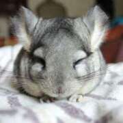 ヒメ日記 2025/11/22 10:19 投稿 伊波 いちごみるく（日本橋）