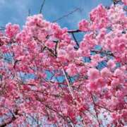 ヒメ日記 2025/04/14 09:48 投稿 高月(たかつき)奥様【VIP】 金沢の20代30代40代50代が集う人妻倶楽部