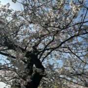 ヒメ日記 2025/04/07 14:12 投稿 ふうか 人妻小旅行