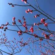 ヒメ日記 2026/03/15 13:05 投稿 ふうか 人妻小旅行