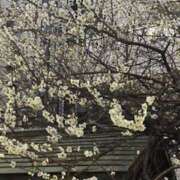 ヒメ日記 2025/03/02 11:22 投稿 広末 おふくろ