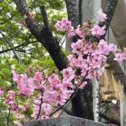 ヒメ日記 2025/03/25 09:21 投稿 広末 おふくろ