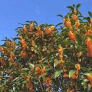 ヒメ日記 2026/10/13 11:04 投稿 麻菜（まな） ビッグバード