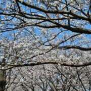 ヒメ日記 2025/04/05 16:52 投稿 神崎りょう 五十路マダム金沢店