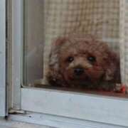 ヒメ日記 2025/04/19 07:24 投稿 神崎りょう 五十路マダム金沢店