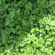 ヒメ日記 2025/04/27 15:00 投稿 神崎りょう 五十路マダム金沢店