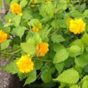 ヒメ日記 2025/04/28 11:56 投稿 神崎りょう 五十路マダム金沢店