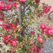 ヒメ日記 2026/01/19 14:42 投稿 神崎りょう 五十路マダム金沢店