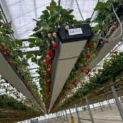 ヒメ日記 2025/03/16 11:13 投稿 まゆ Felice(フェリス)