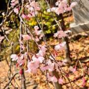 ヒメ日記 2025/04/05 14:52 投稿 国仲紗花 プレジデントハウス