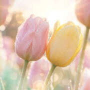 ヒメ日記 2026/04/12 13:10 投稿 まりあ 奥鉄オクテツ和歌山