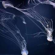 ヒメ日記 2025/05/11 12:05 投稿 永峰らら 11チャンネル