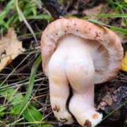 ヒメ日記 2026/01/12 15:41 投稿 はづき 奥鉄オクテツ東京店（デリヘル市場）