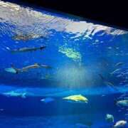 ヒメ日記 2025/10/09 00:18 投稿 めあり 大阪回春性感エステティーク谷九店