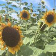 ヒメ日記 2025/08/19 22:50 投稿 若宮　めい メイドin西川口（埼玉ハレ系）