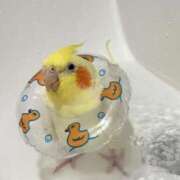 ヒメ日記 2025/05/28 12:15 投稿 平野ひろみ 大阪ぽっちゃり妻