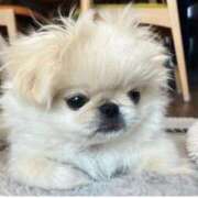 ヒメ日記 2025/06/11 11:13 投稿 平野ひろみ 大阪ぽっちゃり妻