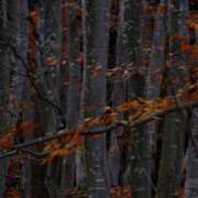 ヒメ日記 2026/01/22 17:44 投稿 平野ひろみ 大阪ぽっちゃり妻