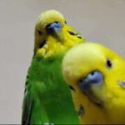 ヒメ日記 2026/02/06 10:12 投稿 平野ひろみ 大阪ぽっちゃり妻