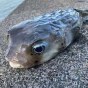 ヒメ日記 2025/01/21 11:22 投稿 ばなな 奥鉄オクテツ東京店（デリヘル市場）