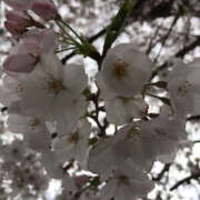 ヒメ日記 2025/04/01 18:35 投稿 ばなな 奥鉄オクテツ東京店（デリヘル市場）