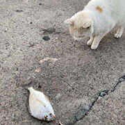 ヒメ日記 2026/01/03 15:59 投稿 ばなな 奥鉄オクテツ東京店（デリヘル市場）