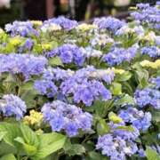 ヒメ日記 2025/06/14 16:37 投稿 みりあ ミルキーラテ